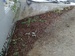 27072011155.jpg